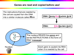 RNA and Differentiation