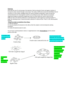 Gram Stain