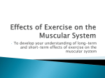 Effects of Exercise on the Muscular System