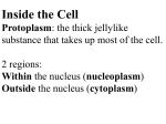 cell organization