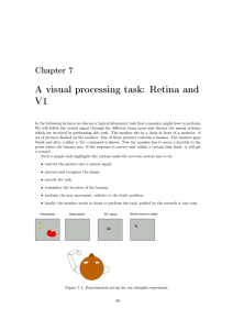 A visual processing task: Retina and V1