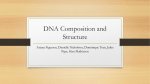 DNA Composition and Structure