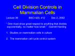 Cell Division Controls in Mammalian Cells