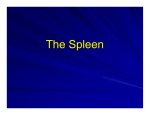 The Spleen