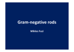Gram-negative rods