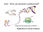 Lesson 4 - protein synthesis