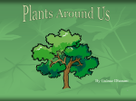 PowerPoint Presentation - Seeds and Plants