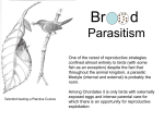 Brood parasitism