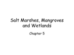 Salt Marshes, Mangroves and Wetlands