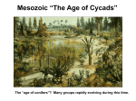 Mesozoic “The Age of Cycads”