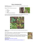 Poison Ivy Identification Sheet