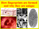 How fingerprints are formed and why they are unique
