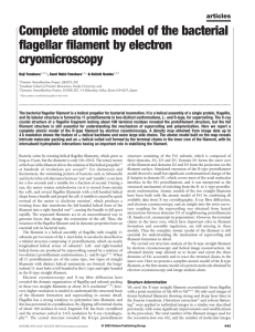 Complete atomic model of the bacterial flagellar filament by electron