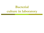 Bacterial culture in laboratory