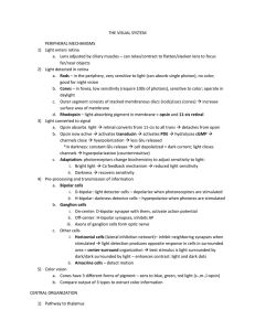 THE VISUAL SYSTEM PERIPHERAL MECHANISMS 1) Light enters