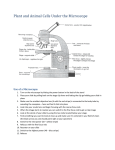 Plant and Animal Cells Under the Microscope File