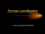 Nervous coordination