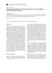 Within-plant distribution of Rhopalosiphum padi on wheat seedlings