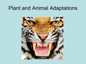 Plant and Animal Adaptations