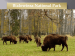 Bialowieza National Park Location