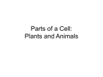 Parts of a Cell: Plants and Animals