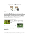 Angiosperm vs Gymnosperm