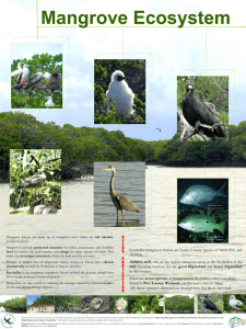 All these species depend on mangroves for their survival.