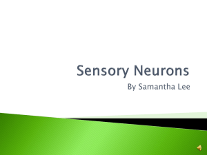 Sensory Neurons