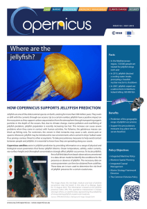 Where are the jellyfish?
