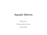 Aquatic Worms - Bowie Aquatic Science