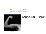 The Muscular System