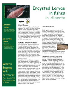 Encysted Larvae in Fishes in Alberta