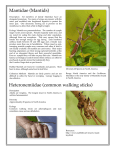 Heteronemiidae (common walking sticks) Mantidae (Mantids)