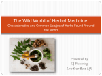 The Wild World of Herbal Medicine: Characteristics and Common