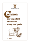 And Important diseases Of Sheep And goats