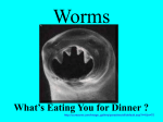 Worms