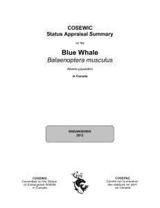 Blue Whale,Balaenoptera musculus,Atlantic population