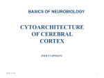 CYTOARCHITECTURE OF CEREBRAL CORTEX