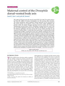 Maternal control of the Drosophila dorsalventral body axis
