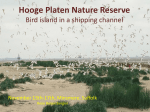Hooge Platen Nature Reserve Bird island in a