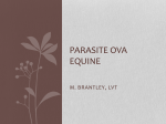 Equine Parasites  - Marsha Brantley LVT Marsha Brantley LVT