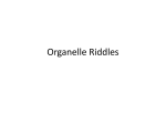 4-Organelle-Riddles