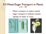 9.3 Water/Sugar Transport in Plants p. 331 – 340