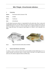 Nile Tilapia Oreochromis niloticus