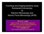 Counting and imaging bacteria using