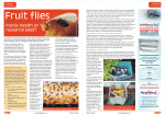Fruit flies - Pest magazine