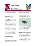 Rove Beetles - NMSU ACES - New Mexico State University