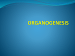 organogenesis - WordPress.com