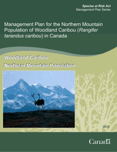 Northern Mountain Population of Woodland Caribou (Rangifer