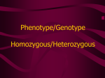 Phenotype/Genotype Homozygous/Heterozygous